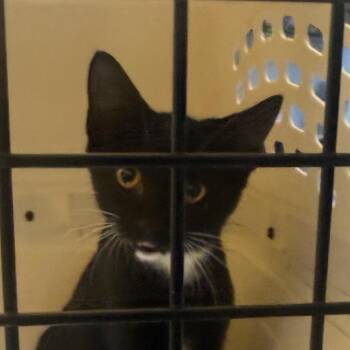 Shrimp Fried Rice -  Domestic Short Hair Cat for Adoption in Charlottesville, Virginia - Shrimp Fried Rice | PetCurious