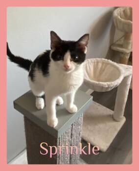 SPRINKLE -  Tabby Cat for Adoption in Lawton, Oklahoma - SPRINKLE | PetCurious