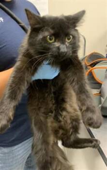 MR. SCRUMPTIOUS -  Domestic Medium Hair and Domestic Short Hair Cat for Adoption in Visalia, California - MR. SCRUMPTIOUS | PetCurious
