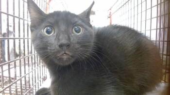 TABITHA -  Domestic Short Hair Cat for Adoption in Doral, Florida - TABITHA | PetCurious