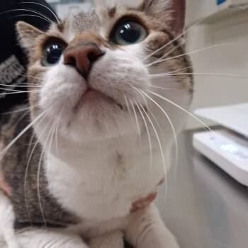 Domestic Short Hair Cats Available for Adoption - Churi | PetCurious