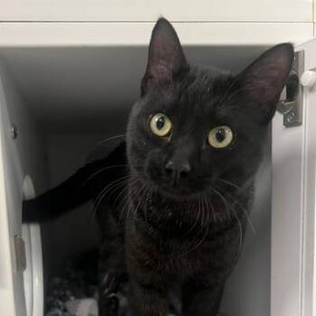 Domestic Short Hair Cats Available for Adoption in Chaska, Minnesota - Smokie | PetCurious