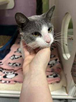 Rescue Domestic Short Hair Cats for Adoption in Muskegon, Michigan - Jerry The 3rd | PetCurious