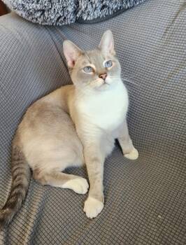 Siamese and Domestic Short Hair Cats Available for Adoption - Tesla | PetCurious