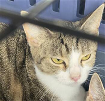RUBBERBAND -  Domestic Short Hair Cat for Adoption in Indianapolis, Indiana - RUBBERBAND | PetCurious