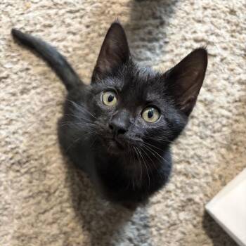Chevy -  Domestic Short Hair Cat for Adoption in Spokane, Washington - Chevy | PetCurious
