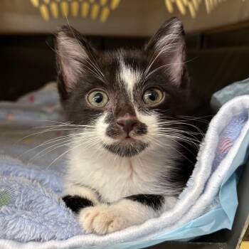 George -  Domestic Short Hair Cat for Adoption in West Palm Beach, Florida - George | PetCurious