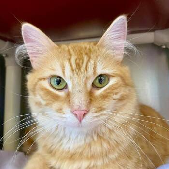 Domestic Long Hair Cats Available for Adoption in Huntsville, Arkansas - (Vet 4/30) Nacho | PetCurious