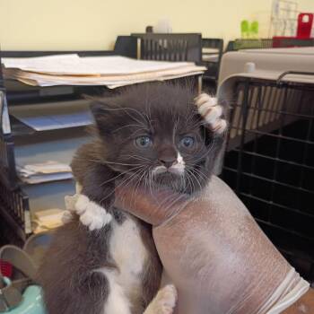 Manzanilla -  Domestic Short Hair Cat for Adoption in Lynchburg, Virginia - Manzanilla | PetCurious