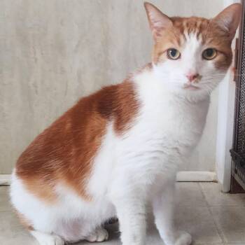Blaze -  Domestic Short Hair Cat Available for Adoption in Berkeley Springs, West Virginia - Blaze | PetCurious