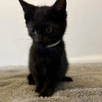 Allie* -  Domestic Short Hair Cat for Adoption in San Gabriel, California - Allie* | PetCurious