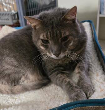 Lucky Lupi -  Domestic Short Hair Cat for Adoption in Trenton, New Jersey - Lucky Lupi | PetCurious