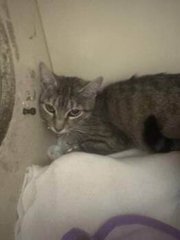 Queen Elinor -  Domestic Short Hair Cat for Adoption in Chamblee, Georgia - Queen Elinor | PetCurious