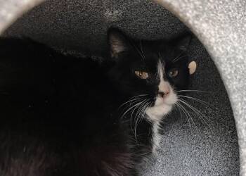 Domestic Short Hair Cats Available for Adoption in Colorado Springs, Colorado - JACKSON | PetCurious