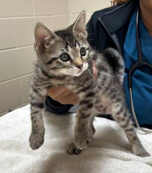 Janet -  Domestic Short Hair Cat for Adoption in Westland, Michigan - Janet | PetCurious