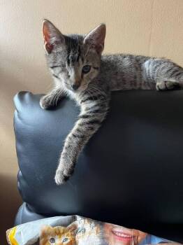 Peanut -  Domestic Short Hair Cat for Adoption in Skippack, Pennsylvania - Peanut | PetCurious
