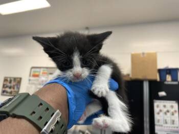 Domestic Short Hair Cats Available for Adoption in Thousand Palms, California - A1915058 | PetCurious