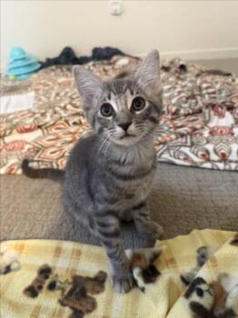 Rescue Domestic Short Hair Cats for Adoption in Sacramento, California - PEBBLE | PetCurious