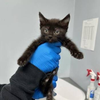 Marlene -  Domestic Short Hair Cat for Adoption in Indianapolis, Indiana - Marlene | PetCurious
