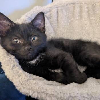 Megaera -  Domestic Short Hair Cat for Adoption in Gibsonia, Pennsylvania - Megaera | PetCurious