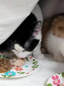 Mallow -  Domestic Short Hair Cat for Adoption in Montreal, Quebec - Mallow | PetCurious