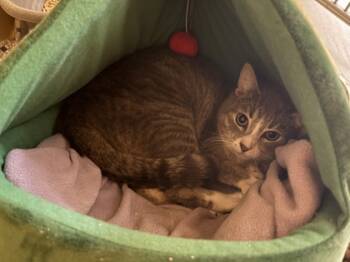 Rescue Domestic Short Hair Cats for Adoption - Kayden OF128 | PetCurious