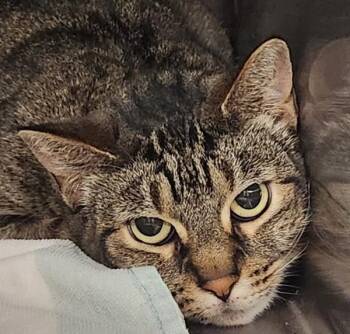 Freyja -  Domestic Short Hair Cat for Adoption in Vancouver, Washington - Freyja | PetCurious