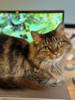 Rescue Domestic Medium Hair Cats for Adoption in Stoughton, Wisconsin - Ponyo (FeLV+) | PetCurious