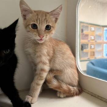 SUNNY -  Domestic Short Hair Cat for Adoption in Riverside, California - SUNNY | PetCurious