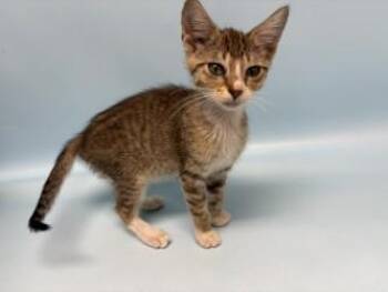 Tinkerbell -  Domestic Short Hair Cat for Adoption in Golden Valley, Minnesota - Tinkerbell | PetCurious