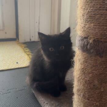 Rescue Domestic Medium Hair Cats for Adoption in Santa Rosa Beach, Florida - Midnight/Stanley A25-242 | PetCurious