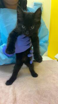 Ghibli -  Domestic Short Hair Cat for Adoption in Raleigh, North Carolina - Ghibli | PetCurious