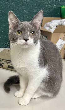 Rescue Domestic Short Hair Cats for Adoption in Melbourne, Arkansas - Scratchy | PetCurious