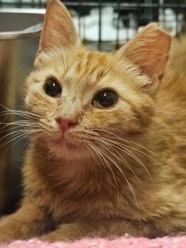 Sola -  Domestic Short Hair Cat for Adoption in Rossville, Georgia - Sola | PetCurious