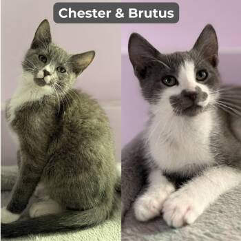 Domestic Short Hair Cats Available for Adoption in Minneapolis, Minnesota - Chester / Brutus | PetCurious