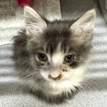 War Head -  Domestic Short Hair Cat for Adoption in Goleta, California - War Head | PetCurious