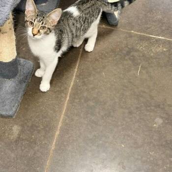 Jerry -  Domestic Short Hair Cat for Adoption in Horn Lake, Mississippi - Jerry | PetCurious