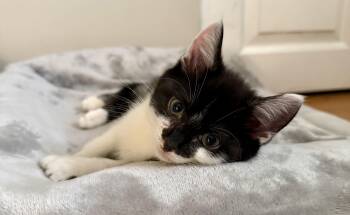 Ulrick -  Domestic Short Hair and Tuxedo Cat for Adoption in Washington Township, New Jersey - Ulrick | PetCurious