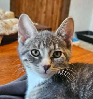 Pebbles -  Domestic Short Hair Cat for Adoption in South Bend, Indiana - Pebbles | PetCurious