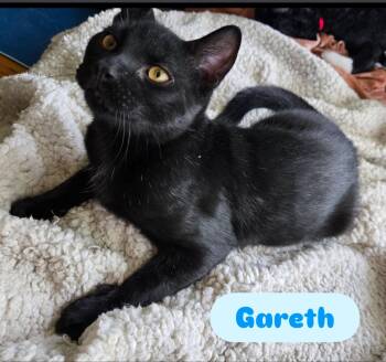 Rescue American Shorthair Cats for Adoption - Gywn , Groth & Gareth ( Loving & Snuggly) | PetCurious