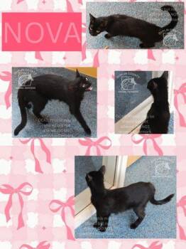 NOVA -  Domestic Short Hair Cat Available for Adoption in Kenansville, North Carolina - NOVA | PetCurious