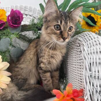 Morrow Willow 56529 -  Domestic Long Hair and Domestic Short Hair Cat for Adoption in Eaton Rapids, Michigan - Morrow Willow 56529 | PetCurious