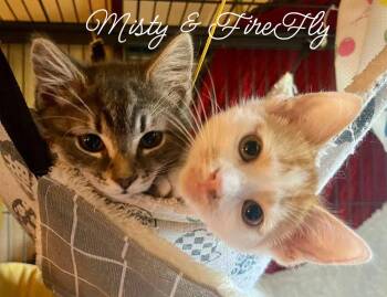 Misty *kitten* -  Tabby Cat for Adoption in Culpeper, Virginia - Misty *kitten* | PetCurious