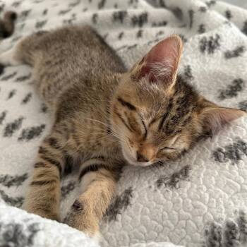 Betsy -  Domestic Short Hair Cat for Adoption in York, Pennsylvania - Betsy | PetCurious
