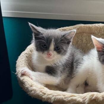 Oreo -  Domestic Short Hair Cat for Adoption - Oreo | PetCurious