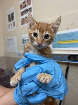 Ulua -  Domestic Short Hair Cat for Adoption in Honolulu, Hawaii - Ulua | PetCurious