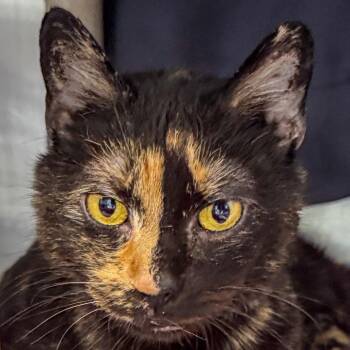 Clementine -  Domestic Short Hair Cat for Adoption in Kennebunk, Maine - Clementine | PetCurious