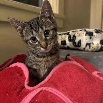 Zoey -  Domestic Short Hair Cat for Adoption in Syracuse, New York - Zoey | PetCurious