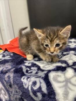 ARIEL -  Domestic Short Hair Cat Available for Adoption in Tracy, California - ARIEL | PetCurious