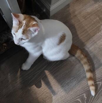 Catrick Swayze -  Turkish Van Cat Available for Adoption in Cary, North Carolina - Catrick Swayze | PetCurious